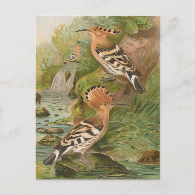 Upupa epops by Johann Friedrich Naumann Postcard (Front)