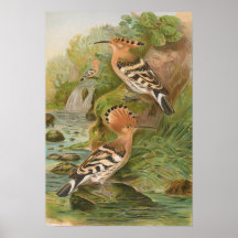 Upupa epops by Johann Friedrich Naumann