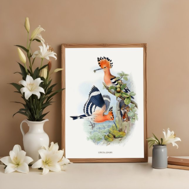 Upupa Epops, vintage birds illustrations Poster (Creator Uploaded)