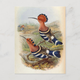 Upupa Nigripennis (Indian Hoopoe) Postcard