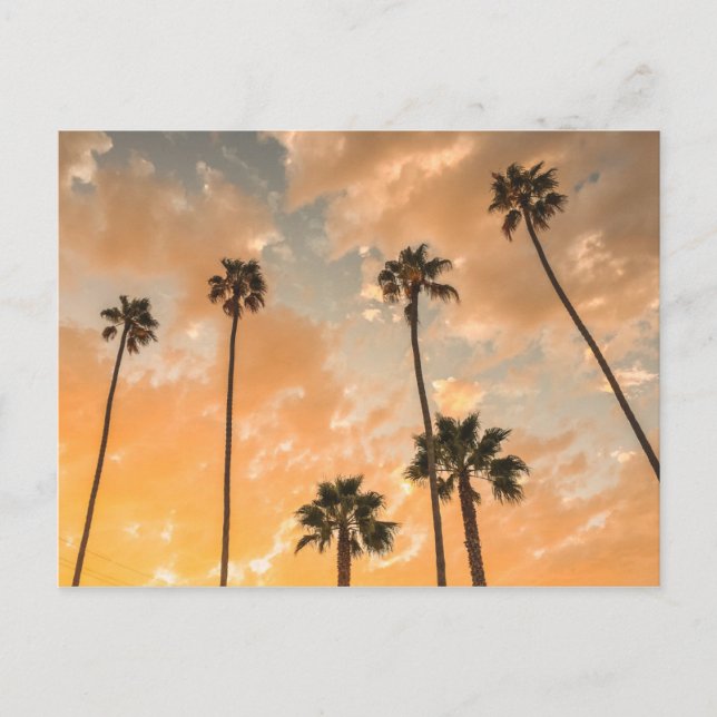 Upward View of Palms Postcard (Front)