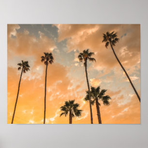 Upward View of Palms Poster