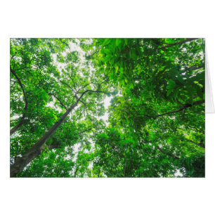 Upward View of Trees