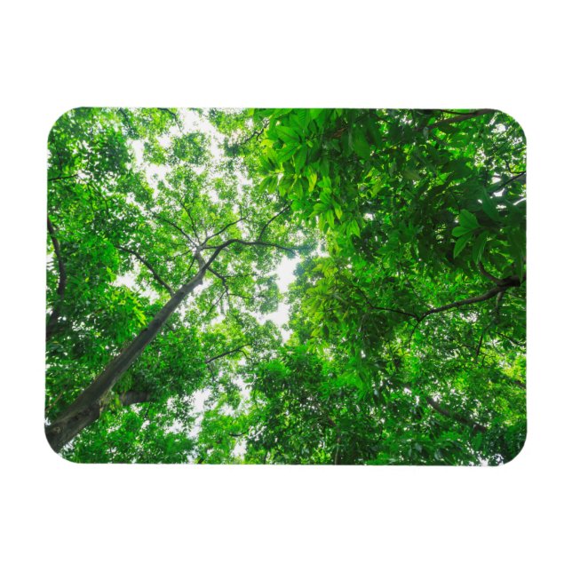 Upward View of Trees Magnet (Horizontal)