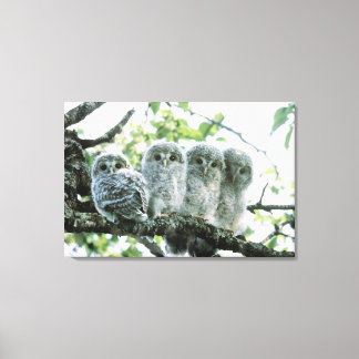 Ural owetsl. Ikeda-machi, Hokkaido, Japan Canvas Print