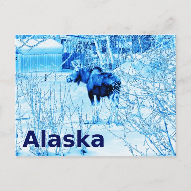 Urban Moose Postcard (Front)