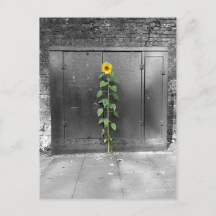 Urban Sunflower Postcard