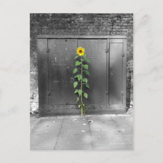 Urban Sunflower Postcard