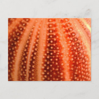 Urchin Postcard