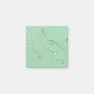 Urinalysis Yeast Microscope Laboratory Slide Post-it Notes