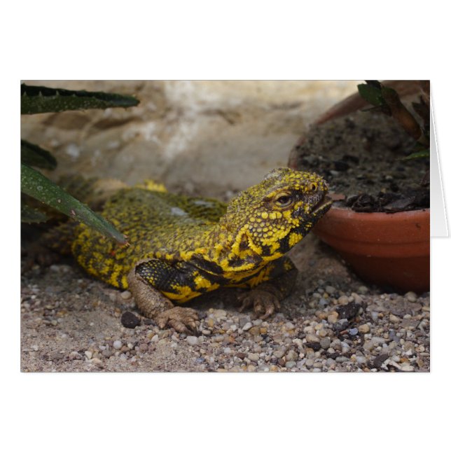 Uromastyx geyri (Front Horizontal)