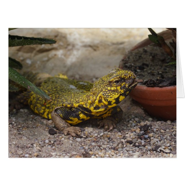 Uromastyx geyri (Front Horizontal)