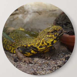 Uromastyx geyri 6 cm round badge
