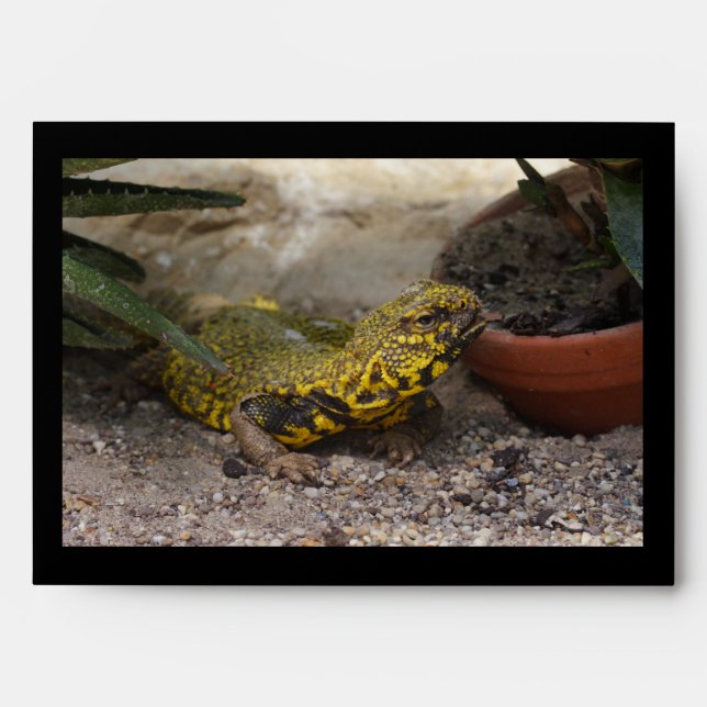 Uromastyx geyri envelopes (Front)