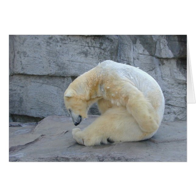 Ursus maritimus (Front Horizontal)