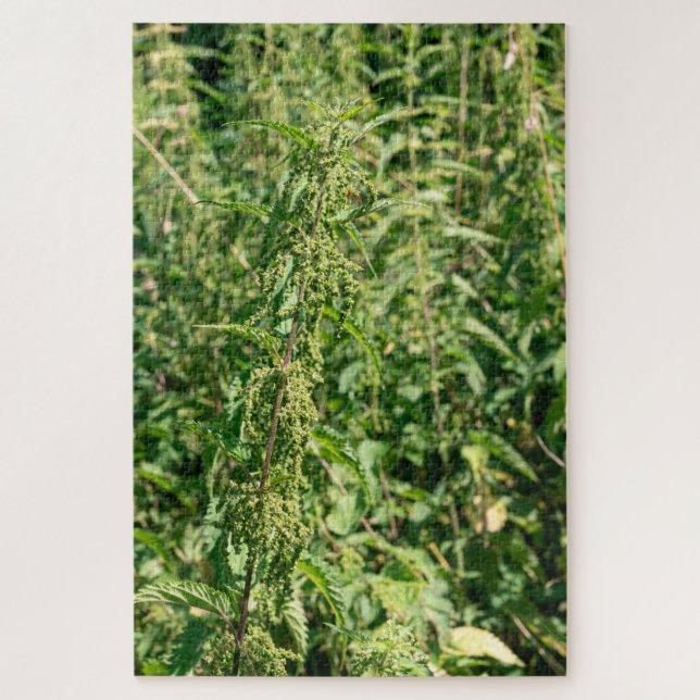 Urtica dioica,  jigsaw puzzle (Vertical)