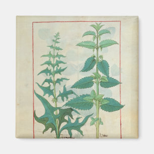 Urticaceae Magnet