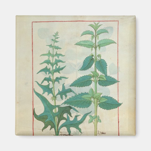 Urticaceae Magnet (Front)