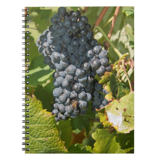 Uruguay, Montevideo, Colon Area. Bodegas Spiral Notebook (Front)