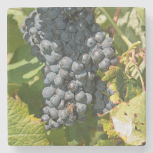 Uruguay, Montevideo, Colon Area. Bodegas Stone Coaster