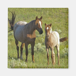 US35 CHA0209.jpg Magnet