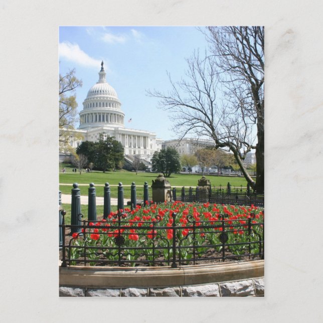 US Capitol building spring Postcard (Front)