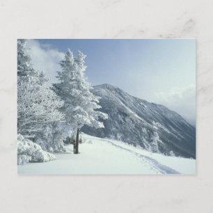 US, NH, Snow covered trees Trails Snoeshoe Postcard