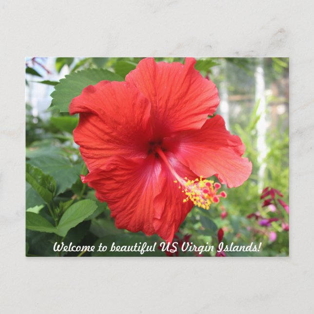 US Virgin Islands - Hibiscus Postcard (Front)