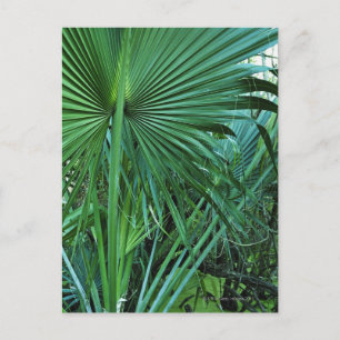 US Virgin Islands, St. Thomas, Tropical leaves Postcard