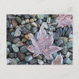 Us, Wa, Bainbridge Island. Early Morning Frost 2 Postcard