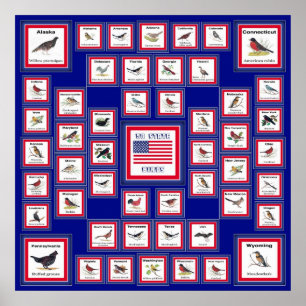 USA 50 STATE BIRDS BLUE/552 POSTER