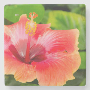 USA, Alabama, Theodore Near Mobile 4 Stone Coaster