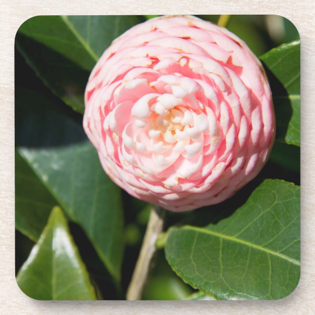 USA, Alabama, Theodore Near Mobile Coaster (Front)