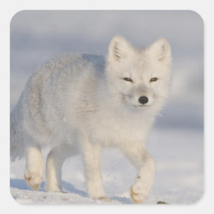 USA, Alaska, 1002 Coastal Plain of the ANWR. An 3 Square Sticker