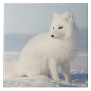 USA, Alaska, 1002 Coastal Plain of the Arctic 5 Tile