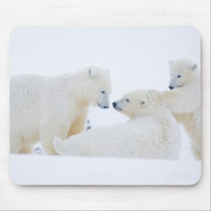USA, Alaska, 1002 Coastal Plain of the Arctic Mouse Pad
