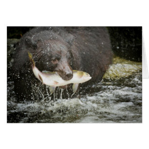 USA, Alaska, Anan Creek. Close-Up Of Black Bear