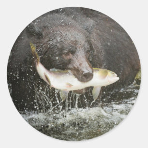USA, Alaska, Anan Creek. Close-Up Of Black Bear Classic Round Sticker