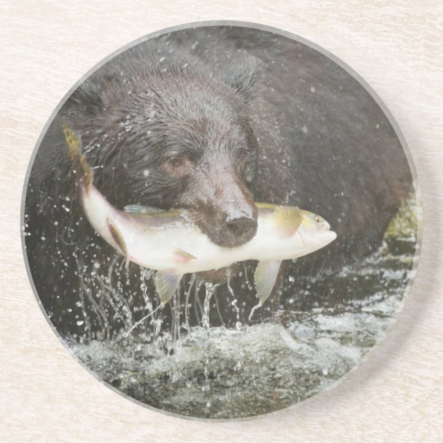 USA, Alaska, Anan Creek. Close-Up Of Black Bear Coaster (Front)