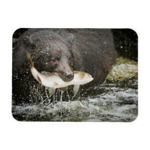 USA, Alaska, Anan Creek. Close-Up Of Black Bear Magnet