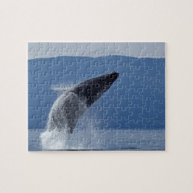 USA, Alaska, Angoon, Humpback Whale (Megaptera Jigsaw Puzzle (Horizontal)