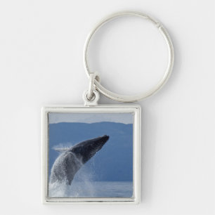 USA, Alaska, Angoon, Humpback Whale (Megaptera Key Ring
