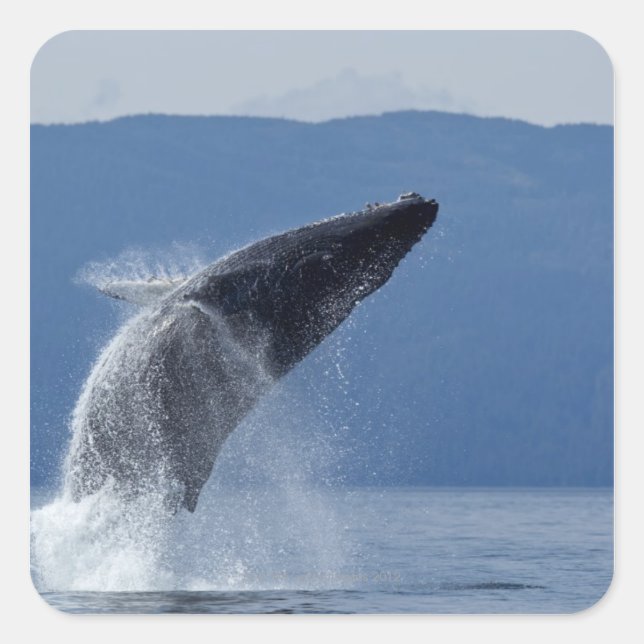 USA, Alaska, Angoon, Humpback Whale (Megaptera Square Sticker (Front)