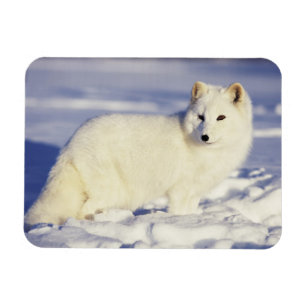 USA, Alaska. Arctic fox in winter coat Magnet