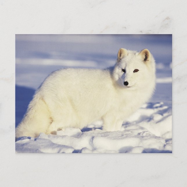 USA, Alaska. Arctic fox in winter coat Postcard (Front)
