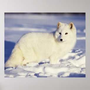 USA, Alaska. Arctic fox in winter coat Poster