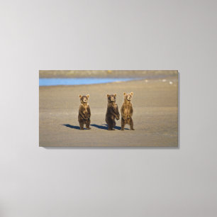 USA. Alaska. Coastal Brown Bear cubs Canvas Print