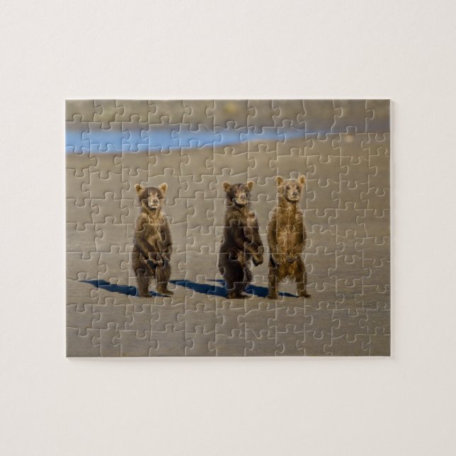 USA. Alaska. Coastal Brown Bear cubs Jigsaw Puzzle (Horizontal)
