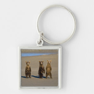 USA. Alaska. Coastal Brown Bear cubs Key Ring