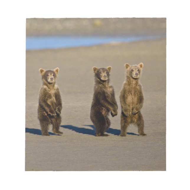USA. Alaska. Coastal Brown Bear cubs Notepad (Front)